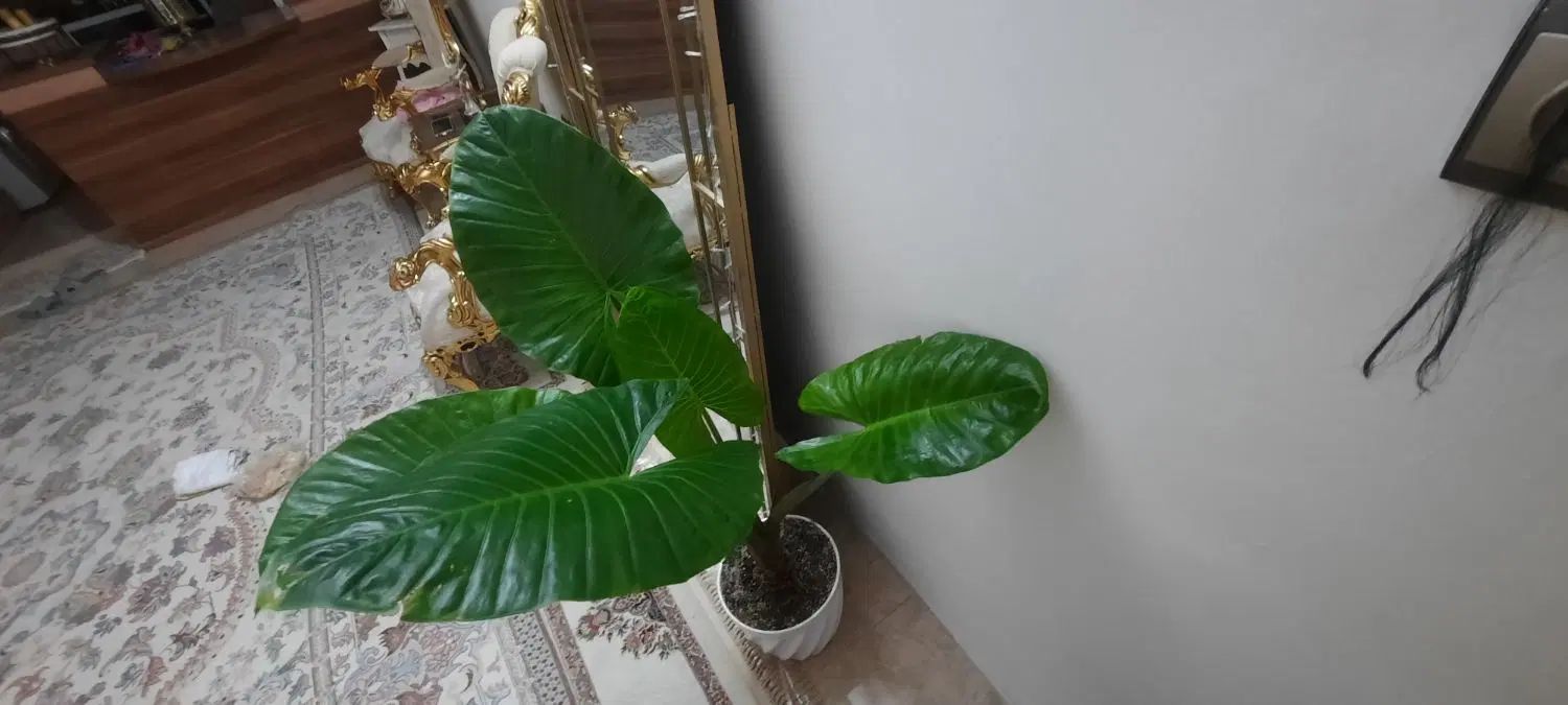 گل بابا آدم|گل و گیاه طبیعی|مشهد, عسگریه|دیوار