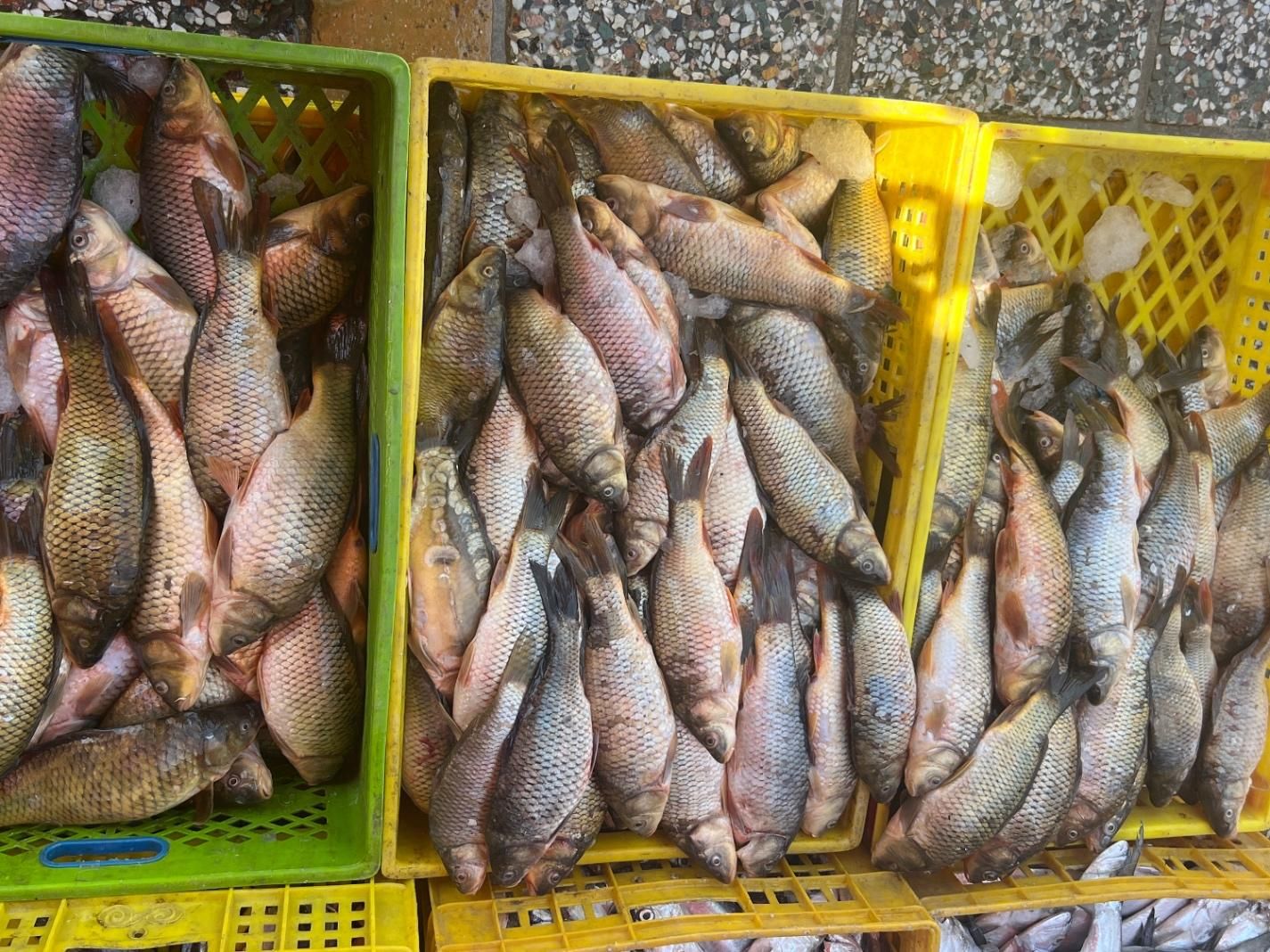 بچه ماهی|ماهی|قزوین, |دیوار