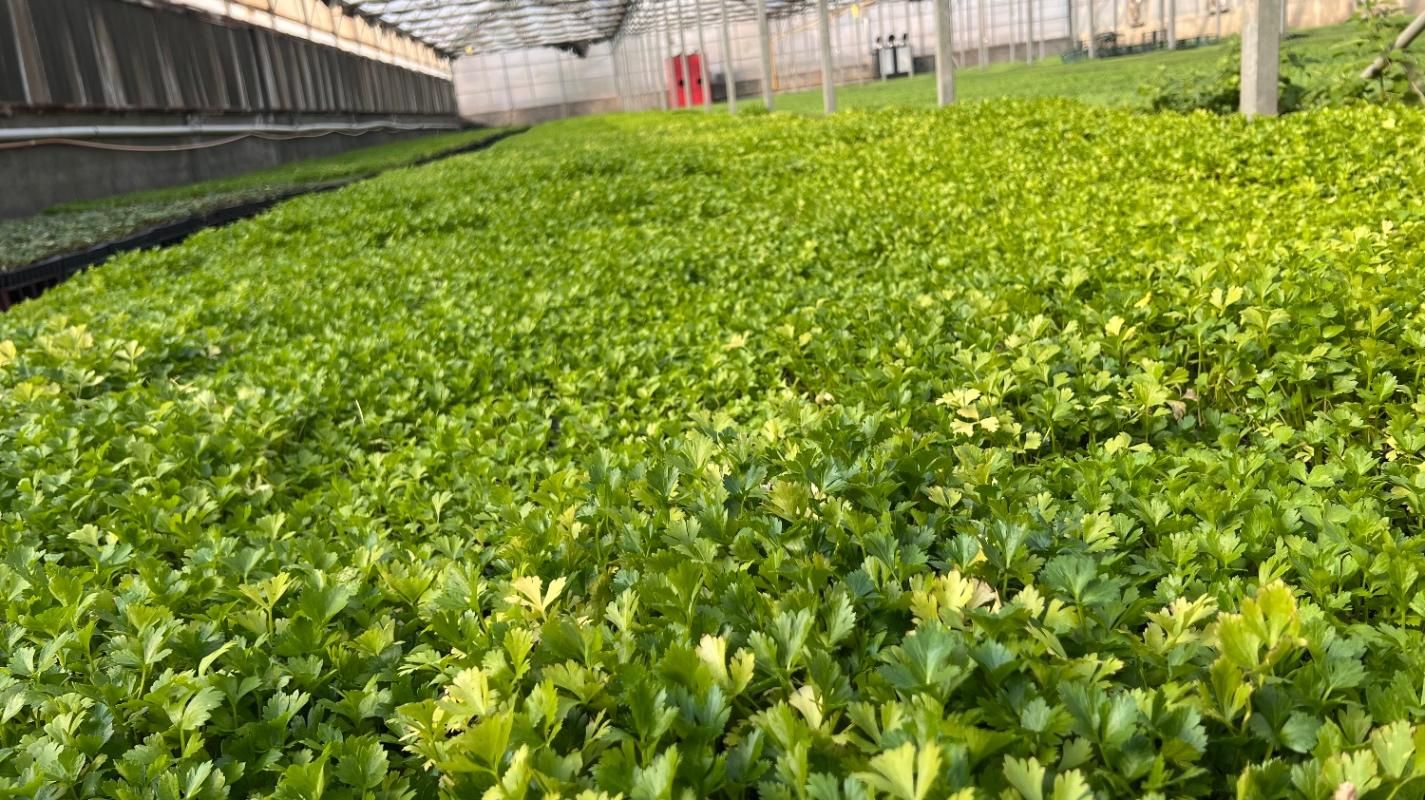 نشا کلم|خدمات باغبانی و درختکاری|گرگان, |دیوار