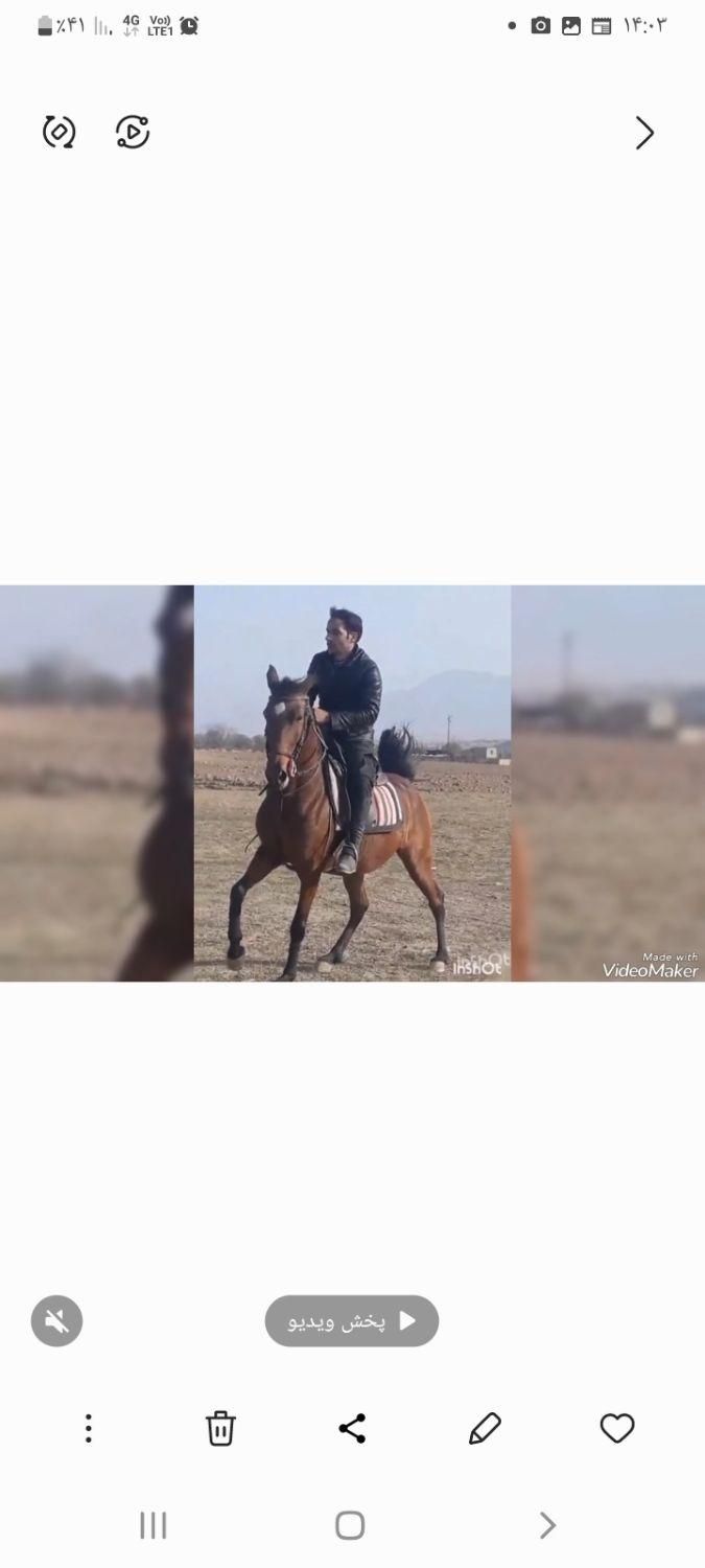 اسب مادیون آبستن با کره مادیون ۲ ماهه|اسب و تجهیزات اسب‌سواری|تهران, آذربایجان|دیوار