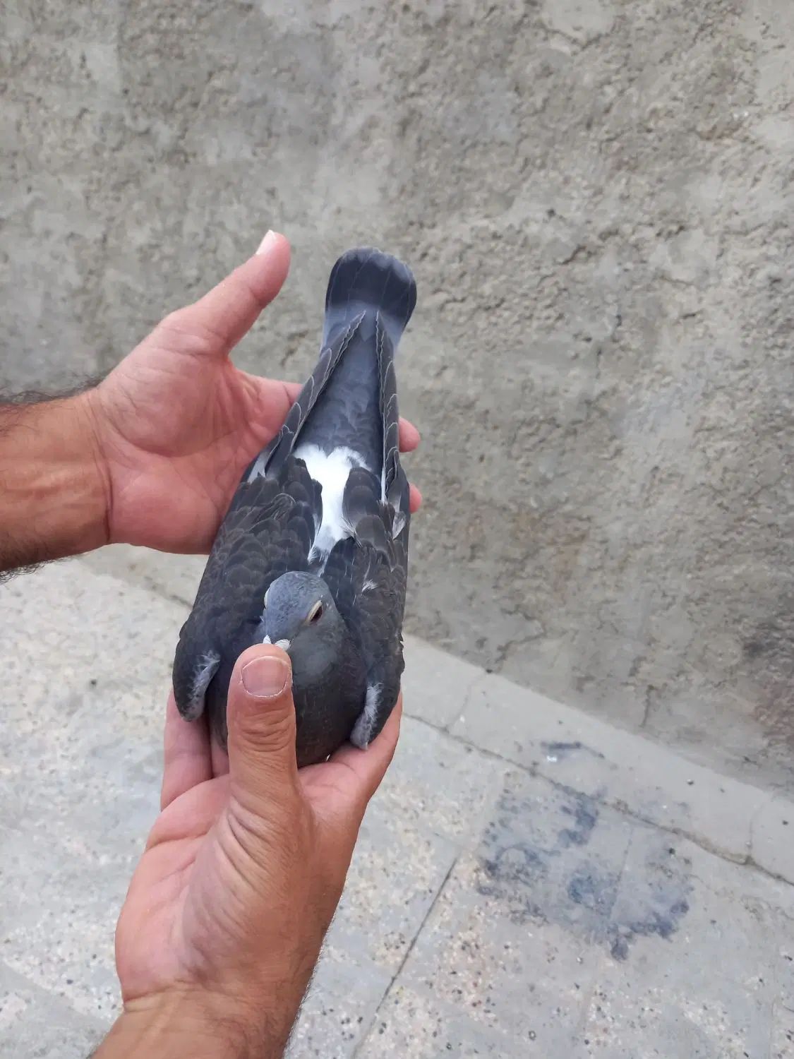 کبوتر پلاکی .اردن.مسافتی|پرنده|اصفهان, ملک‌شهر|دیوار