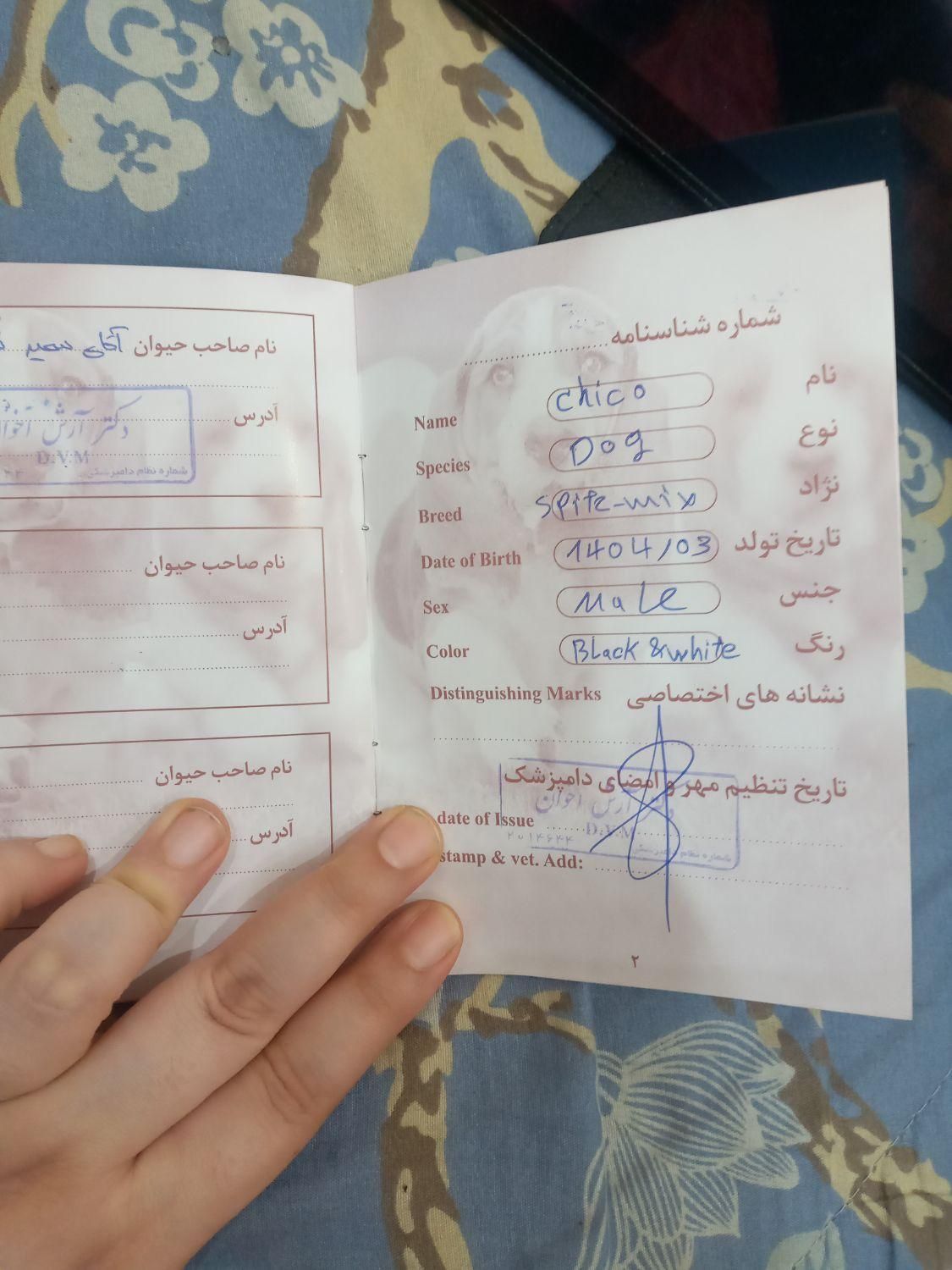 واگذاری با قیمت توافقی به شرط پر کردن فرم تعهد|سگ|تهران, هفت چنار|دیوار