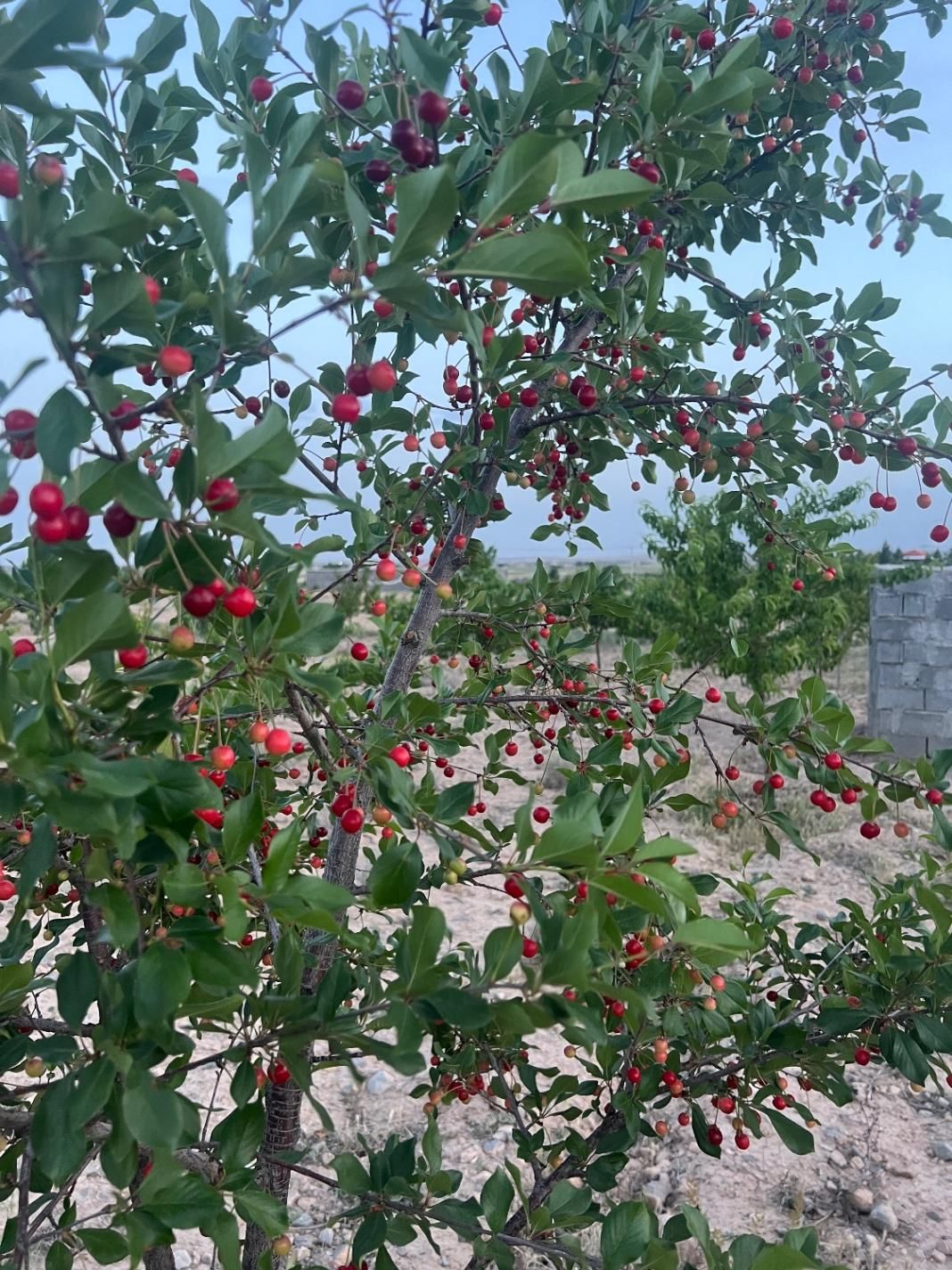 باغ ۵۰۰متری منطقه ویلایی توریستی ماریان باسهمیه آب|فروش زمین و ملک کلنگی|مشهد, درزآب|دیوار