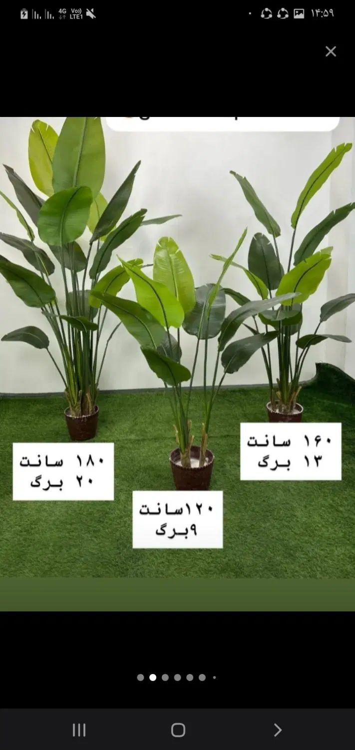 درخ چه|گل مصنوعی|تهران, مشیریه|دیوار