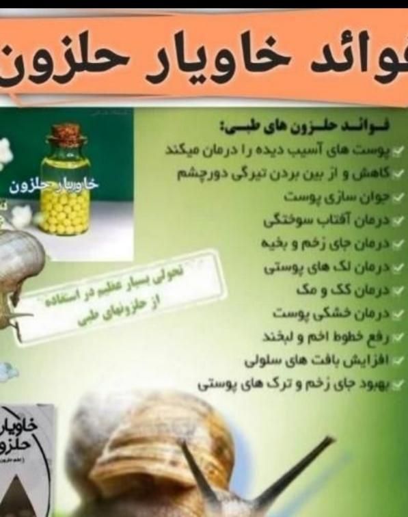حلزون طبی آچاتینا|خزنده|کرمان, |دیوار