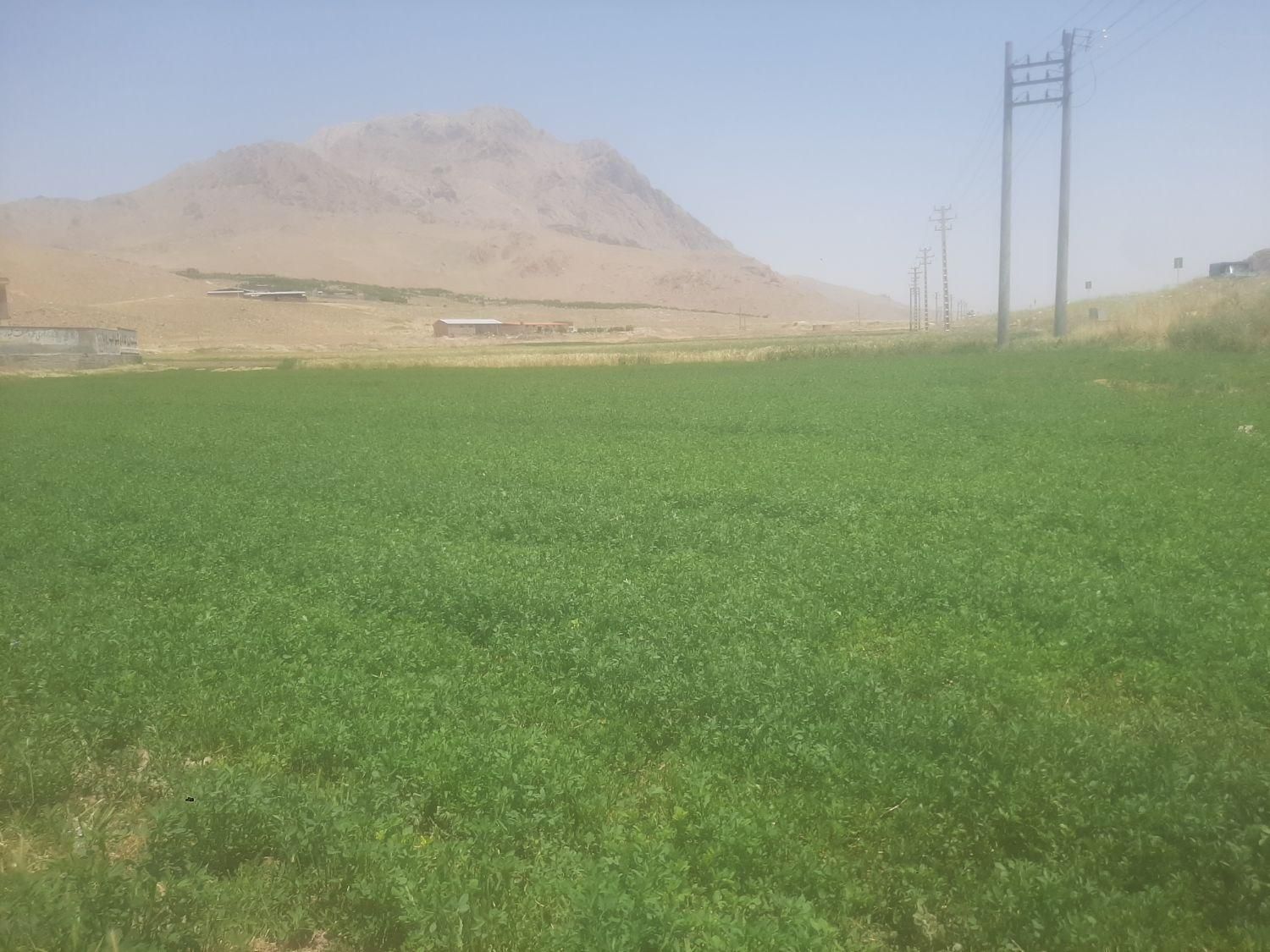 جوگندم|خدمات باغبانی و درختکاری|کیار, |دیوار