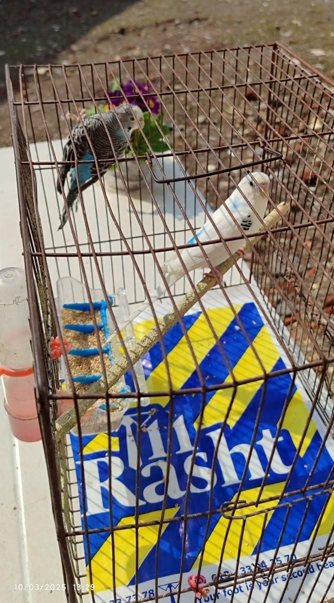 مرغ عشق|پرنده|رشت, حومه رشت|دیوار