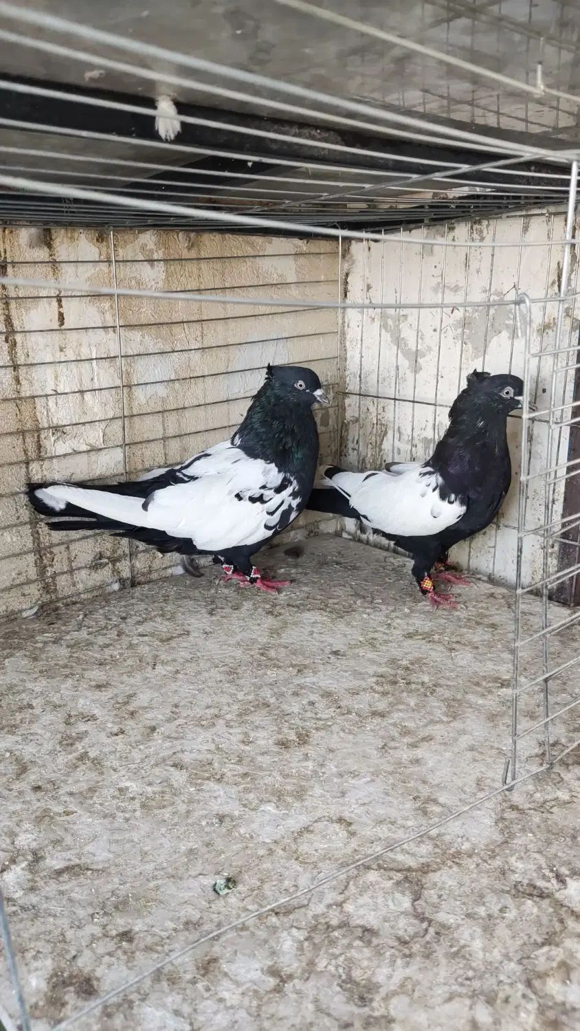 کفتر سینه ای فوق درشت دوتا نر|پرنده|کرج, باغستان|دیوار