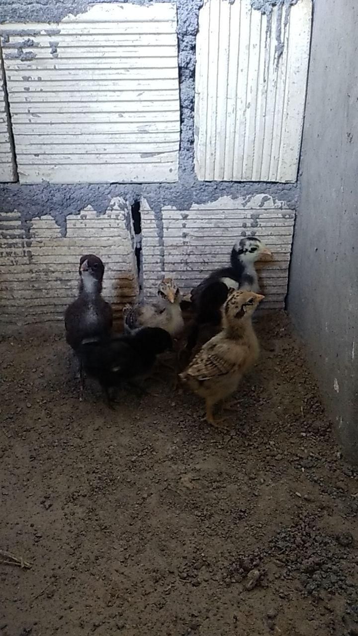 جوجه گلین لری چهل تاج اصیل|حیوانات مزرعه|مبارکه, |دیوار
