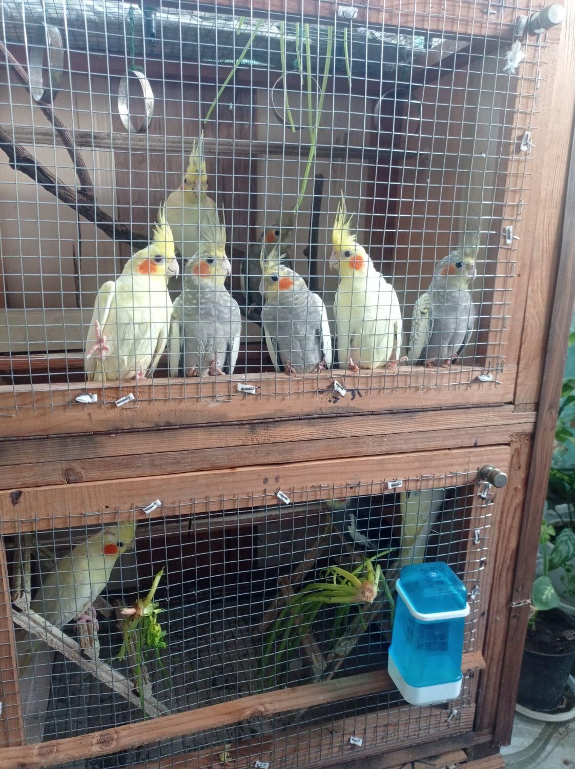 عروس هلندی سالم و جوان|پرنده|رودسر, |دیوار