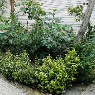 ویلایی/۲۷۰ متر/چهارباغ بالا/۳ اتاق/دربست|اجارهٔ خانه و ویلا|اصفهان, سعادت‌آباد|دیوار