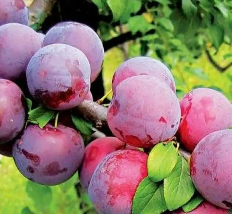 پیش فروش معتبر ترین مرکز تولید نهال آلو شابلون|خدمات باغبانی و درختکاری|اشنویه, |دیوار