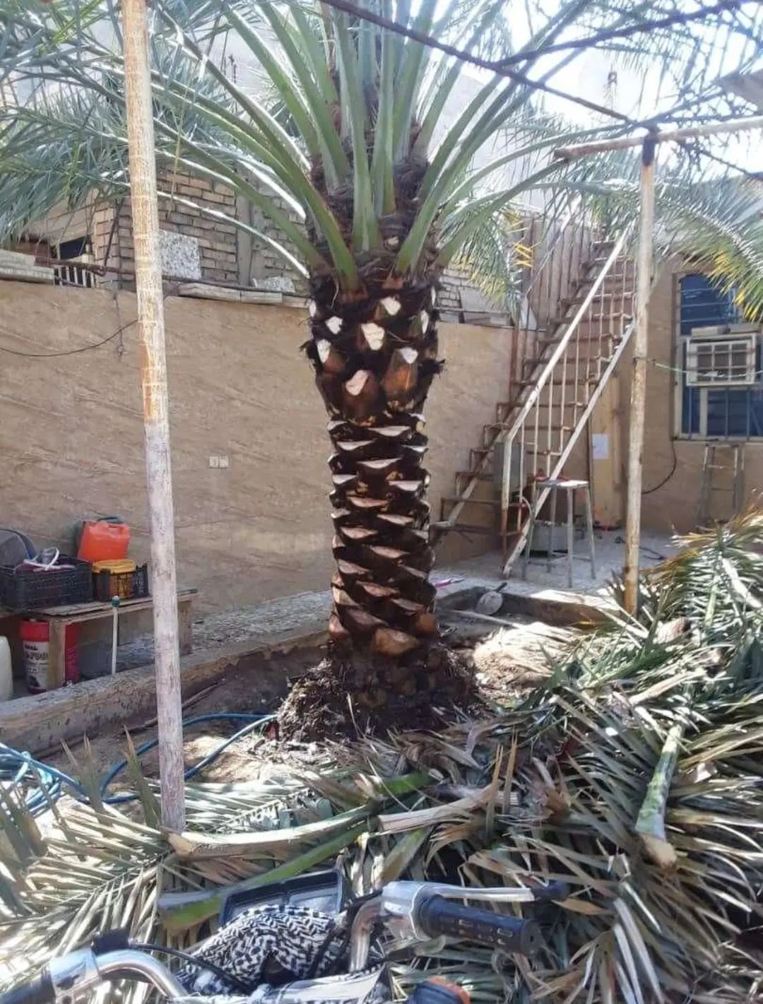 قطع نخل بریدن نخل هرس نخل گردافشانی سمپاشی باغبانی|خدمات باغبانی و درختکاری|اهواز, گلستان|دیوار
