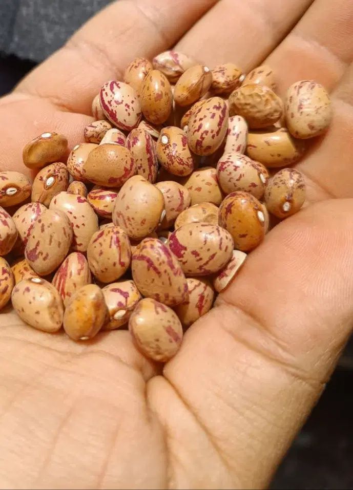 لوبیا چیتی کیلو ۲۷۰هزار تومان|خوردنی و آشامیدنی|تهران, باغ فیض|دیوار