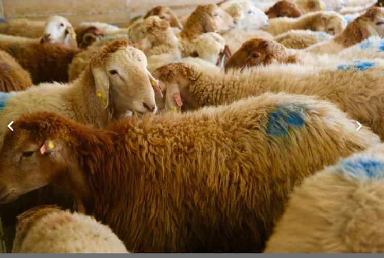 گوسفند زنده با قصاب|حیوانات مزرعه|تهران, سعادتآباد|دیوار