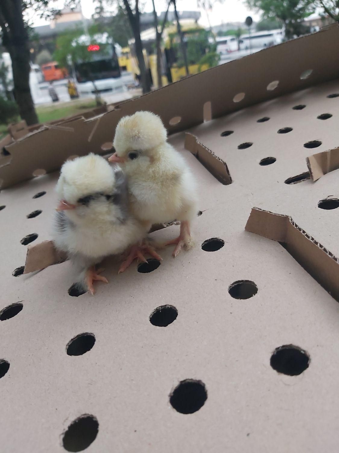 اردک یکروزه وصغیر جوجه محلی گلپایگان)رنگی/بلدرچین|حیوانات مزرعه|رشت, آزادگان|دیوار