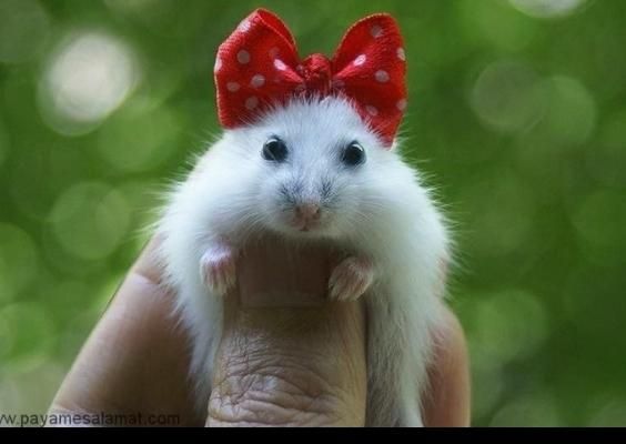 همستر کمپل روبروفسکی سوری و مینیاتوری|موش و خرگوش|اراک, |دیوار