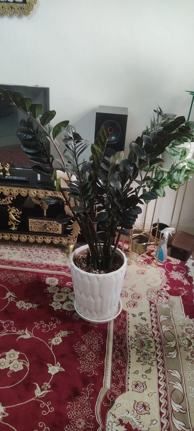 زامو فیلیای بلک|گل و گیاه طبیعی|سمنان, |دیوار