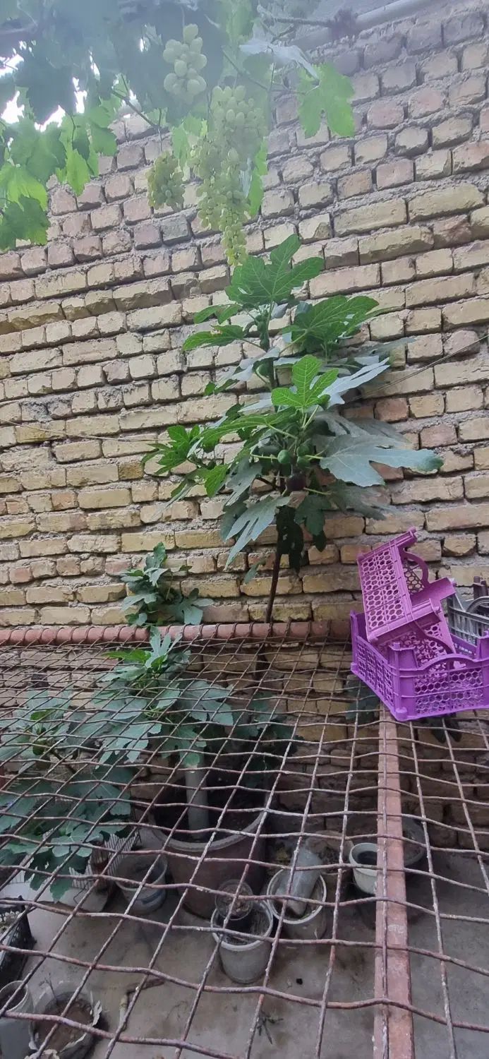 درخت انجیر بزرگ میوه دار گلدانی مناسب برای پشت بام|گل و گیاه طبیعی|اصفهان, عاشق‌آباد|دیوار