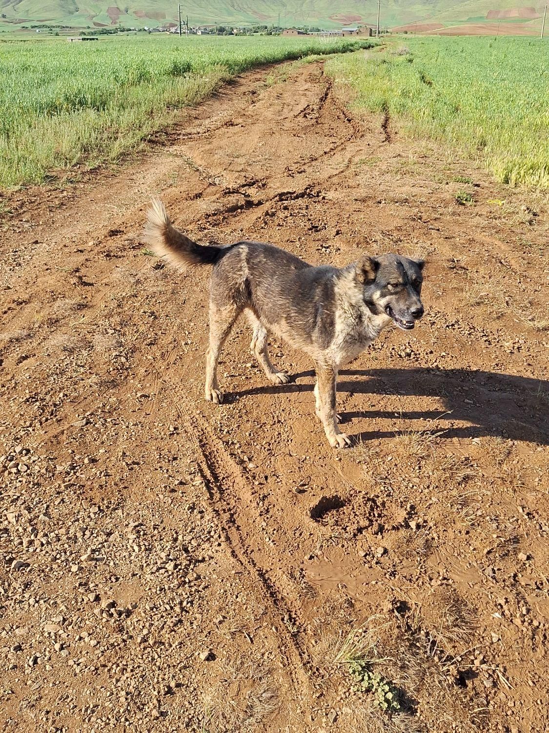 سگ گله ای و نگهبان هوشیار|سگ|قروه, |دیوار