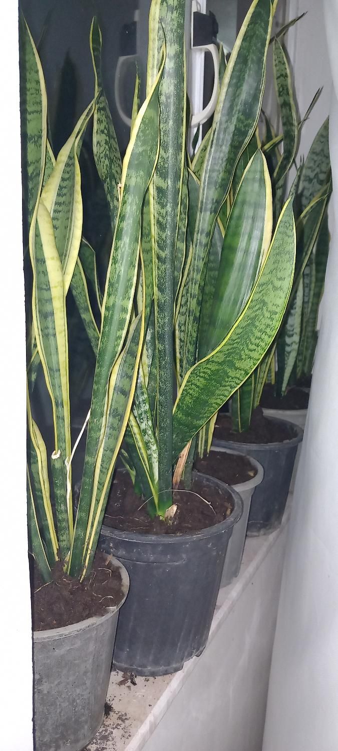 گل سانسوریا|گل و گیاه طبیعی|رشت, توشیبا|دیوار