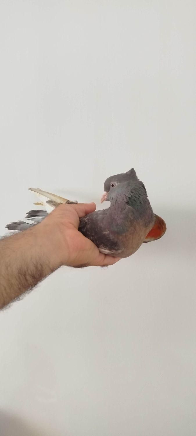 کبوتر دسپر سرکه ای|پرنده|محمدشهر, |دیوار