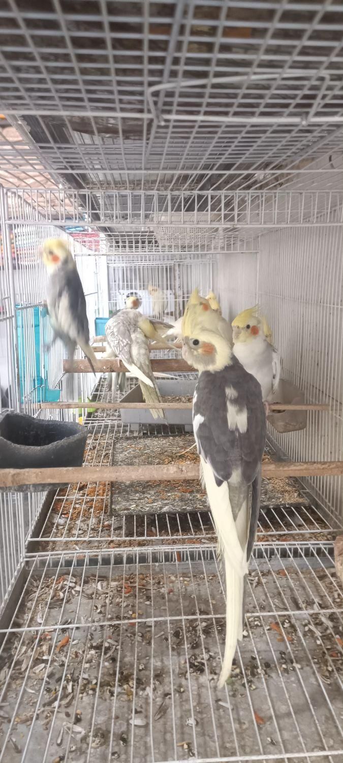 پرنده سرای عروس|پرنده|سبزوار, |دیوار