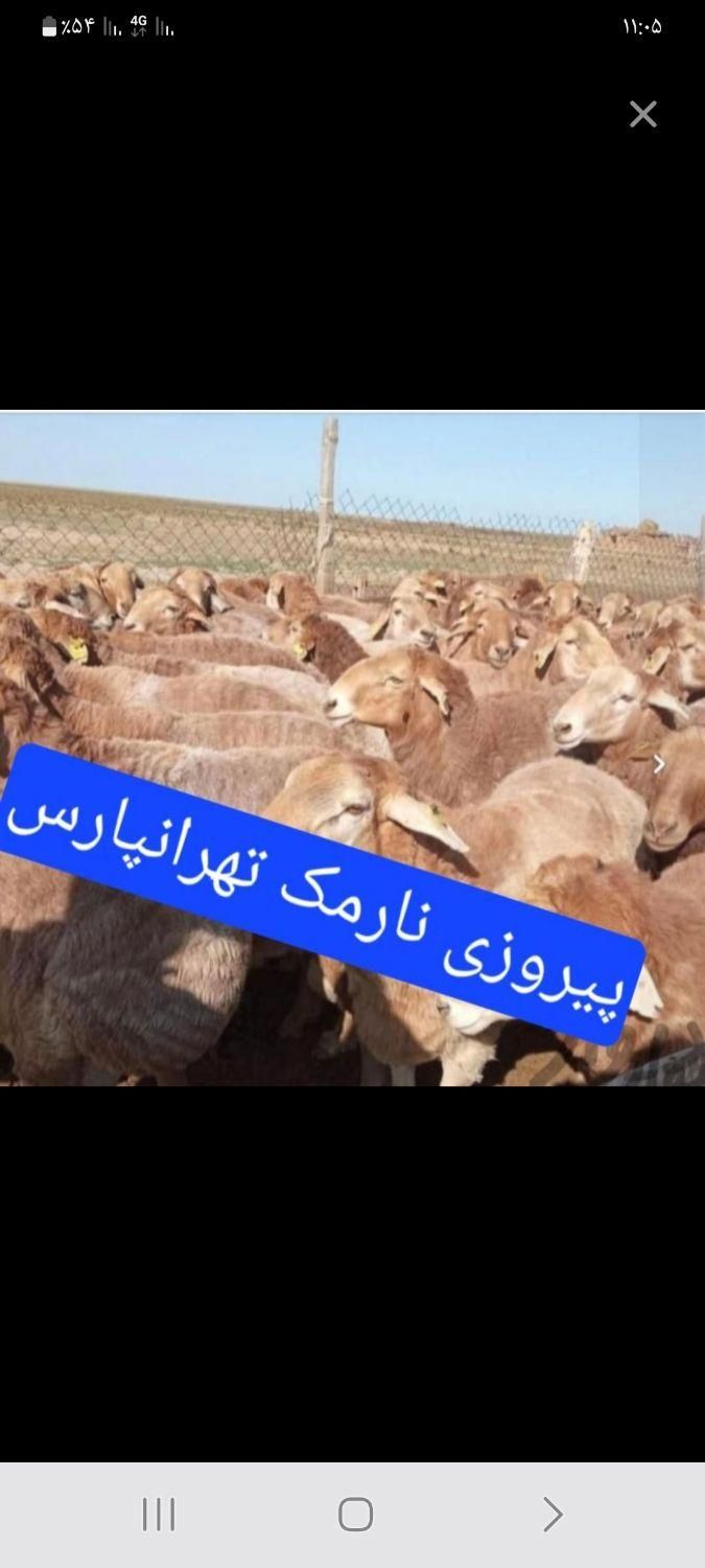 گوسفنددر زنده شهرداری کاملآارگانیک  سراسرتهران|حیوانات مزرعه|تهران, نیروی هوایی (پیروزی)|دیوار