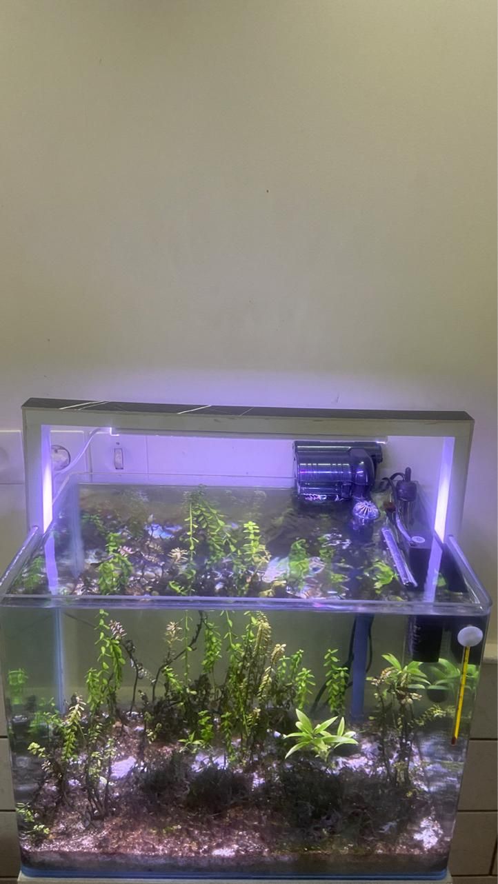 اکواریوم پلنت ۷۰لیتر ماهیران|ماهی|کاشان, بازار کاشان|دیوار