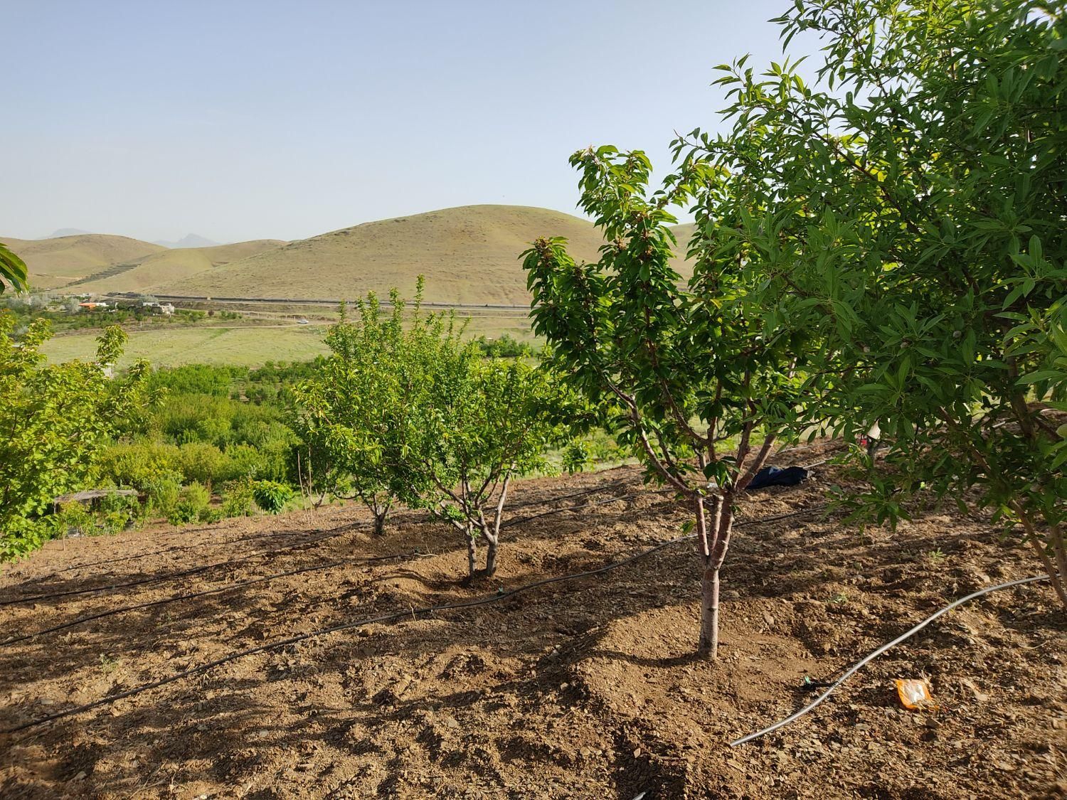 زمین کشاورزی 1900متری در روستای قلیان|فروش زمین و ملک کلنگی|سنندج, |دیوار