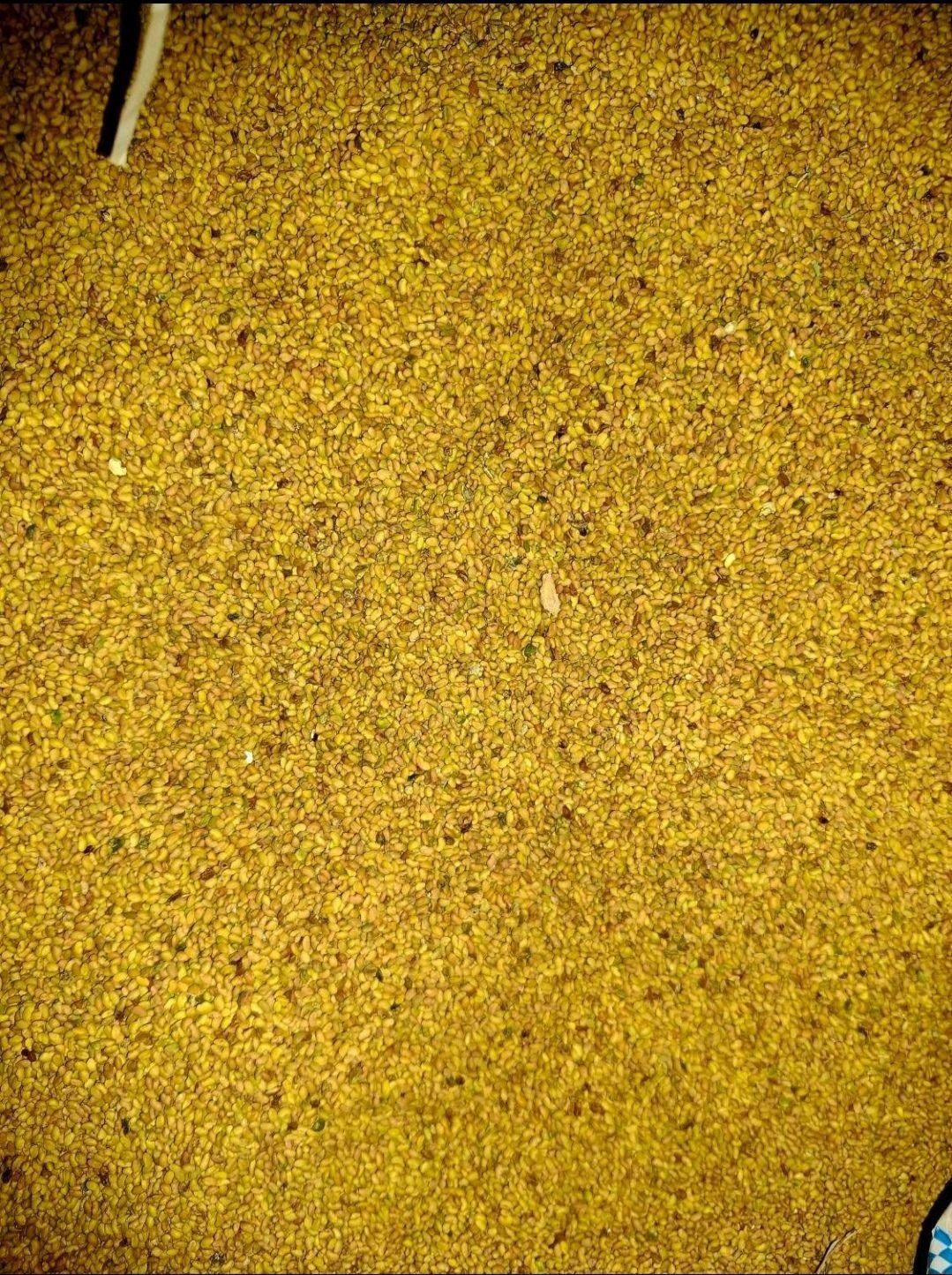 بذر یونجه دانه درشت|خدمات باغبانی و درختکاری|کامیاران, |دیوار