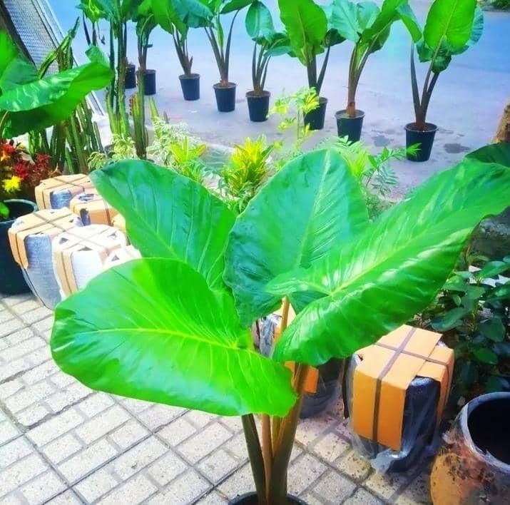 گل وگیاه آپارتمانی باباادم|گل و گیاه طبیعی|مشهد, ایثارگران|دیوار