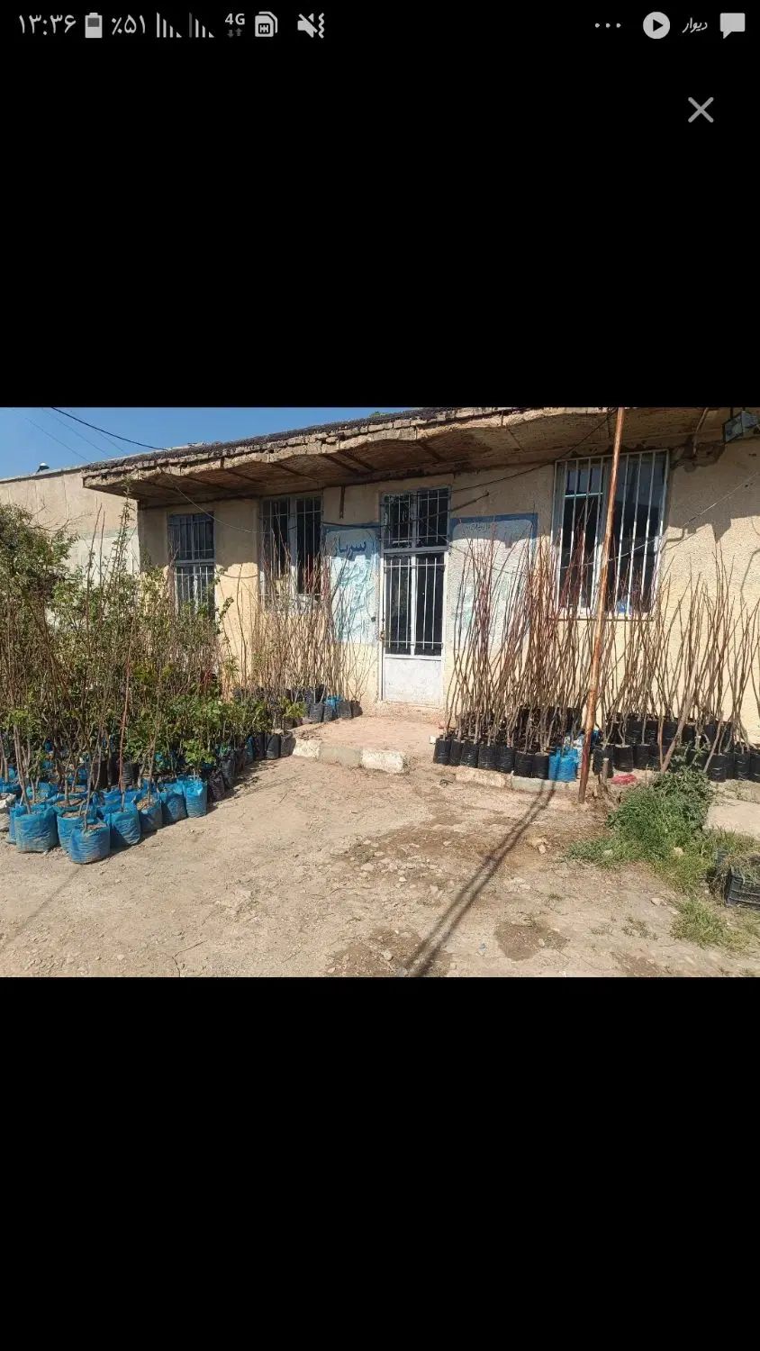 فروش انواع نهال اصلاح نژاد شده در لشکر|خدمات باغبانی و درختکاری|کرمانشاه, |دیوار