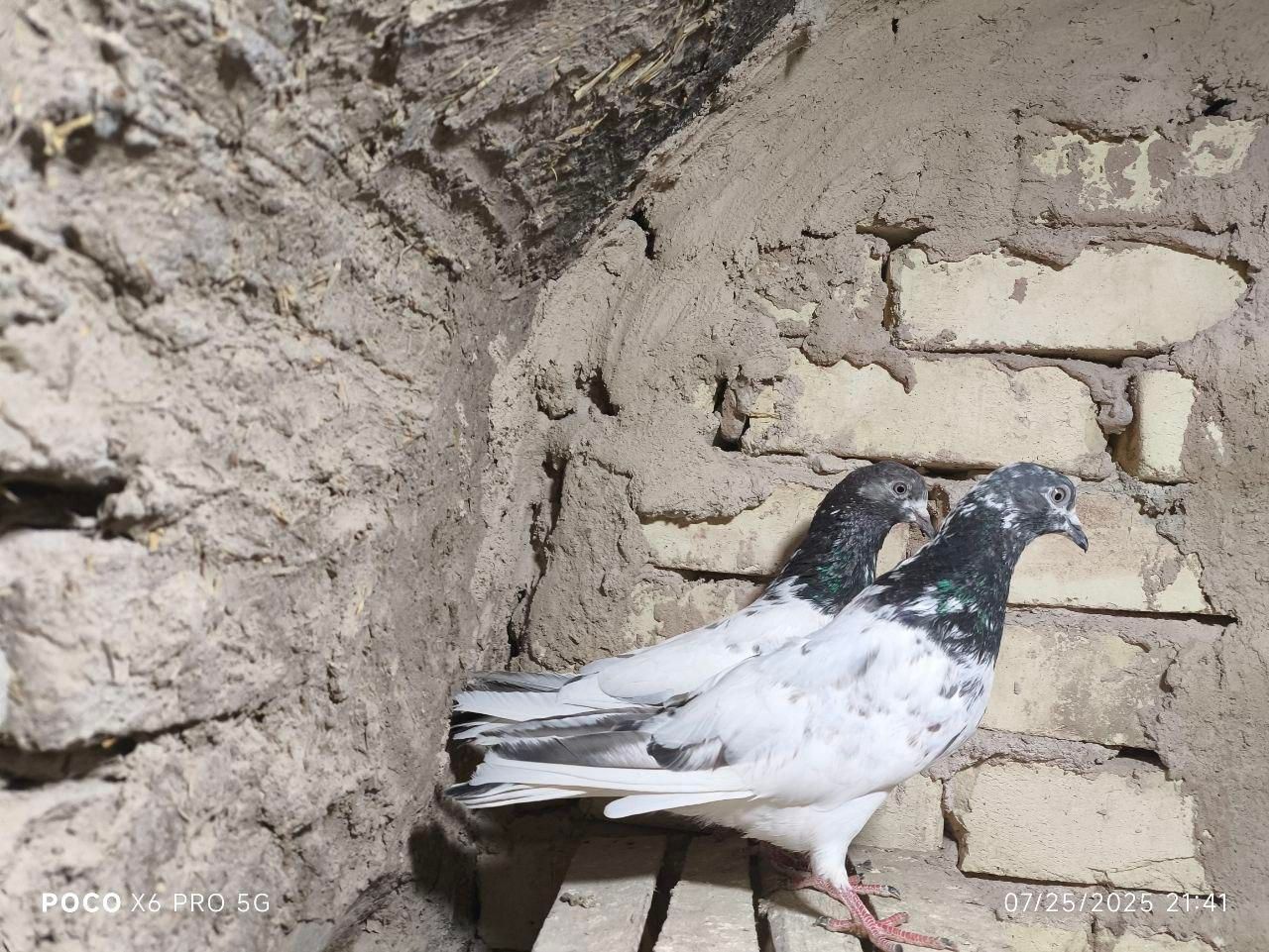 کفتر پاکستانی|پرنده|اصفهان, شهید رجایی|دیوار