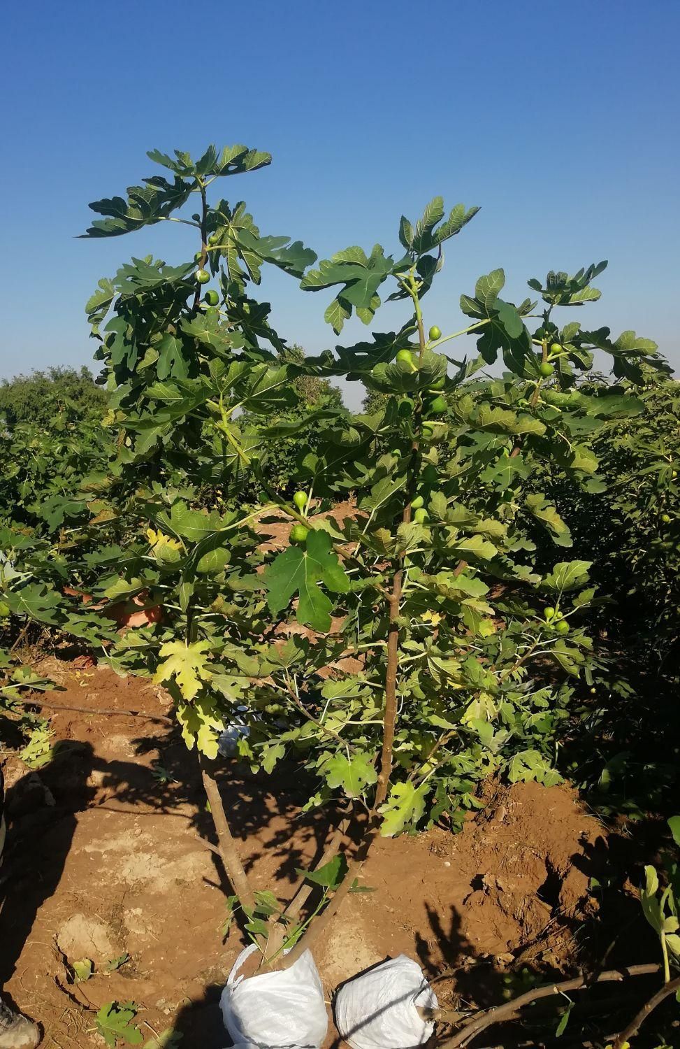 فروش انواع نهال|خدمات باغبانی و درختکاری|اهواز, زرگان|دیوار