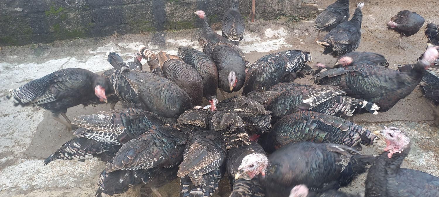 بوقلمون محلی و ارگانیک، طعم اصیل و سلامتی بی‌نظیر|حیوانات مزرعه|رشت, توشیبا|دیوار