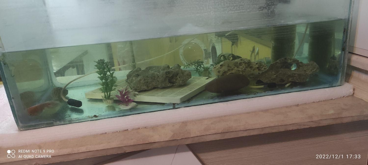 آکواریم دست ساز|ماهی|مبارکه, |دیوار