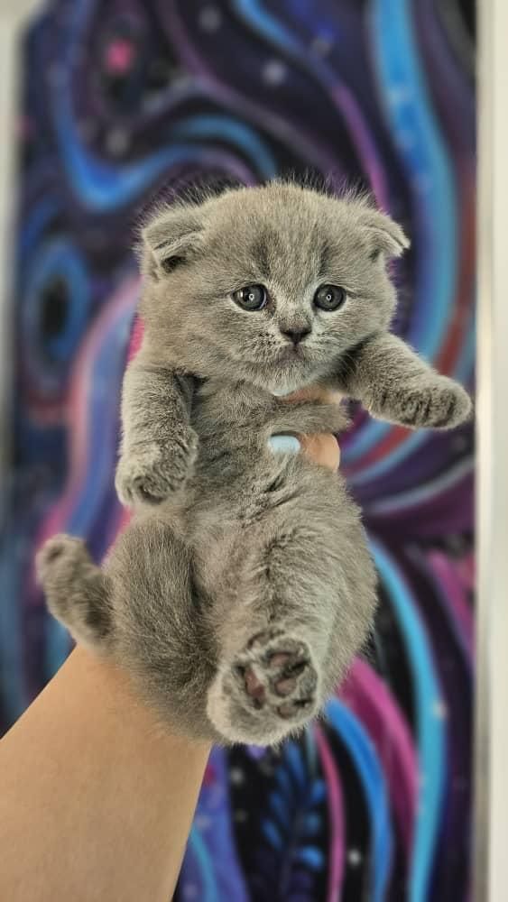 نمایشگاه /گربه /واگذاری/دامپزشکی|گربه|تهران, جنت‌آباد مرکزی|دیوار