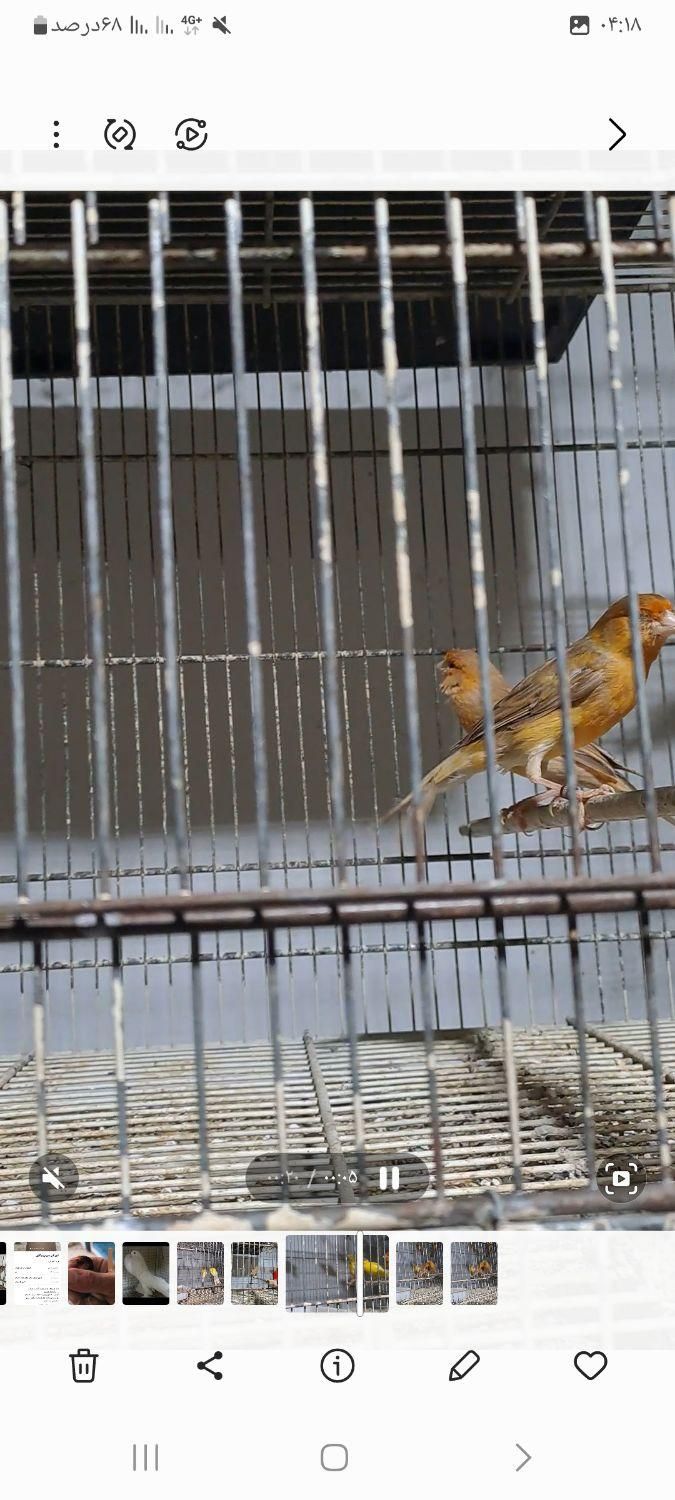 قناری و شاه طوطی نر تک و مرغ عشق انگلیسی|پرنده|ساری, |دیوار