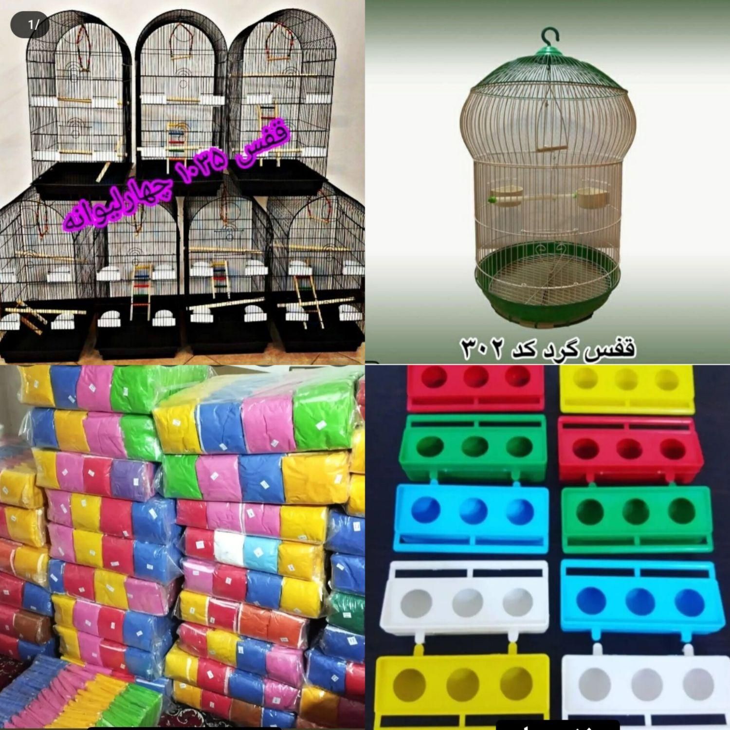 حراج بلک فرایدی طوطی کوتوله عروس هلندی دونخوروبالغ|پرنده|اصفهان, آبشار|دیوار