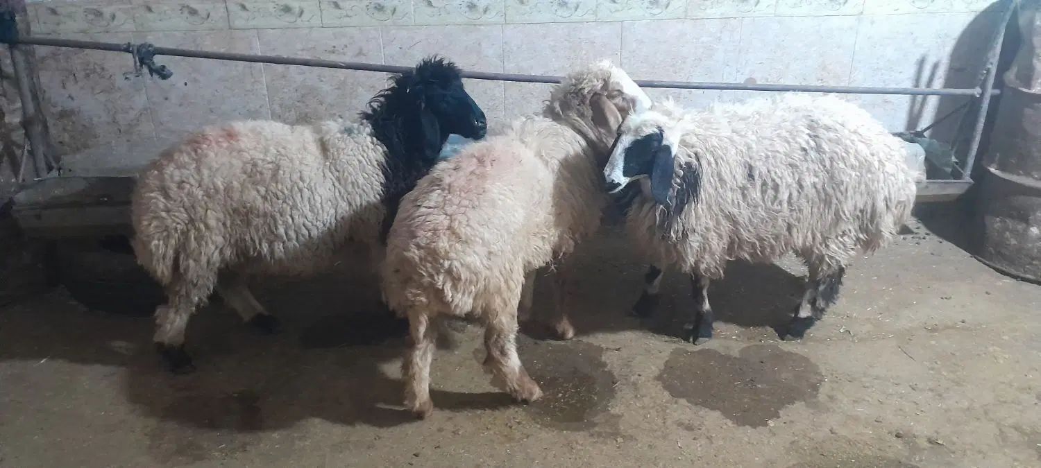 بره ماده نژاد دارگله گرد۳راس معاوضه باموتورهندا|حیوانات مزرعه|مشهد, پنجتن|دیوار