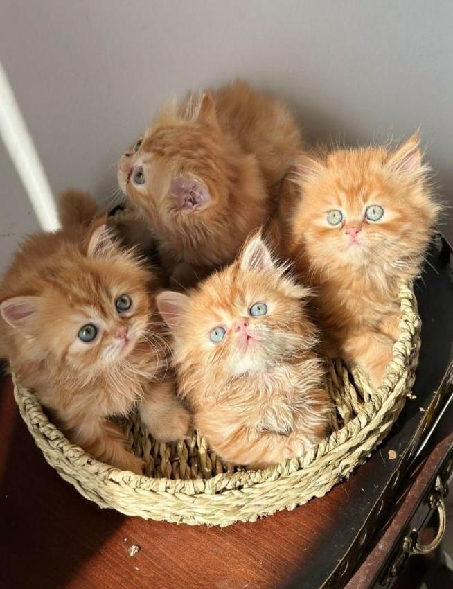 بچه گربه های مجموعه ایران کتز iran cats|گربه|بوشهر, |دیوار
