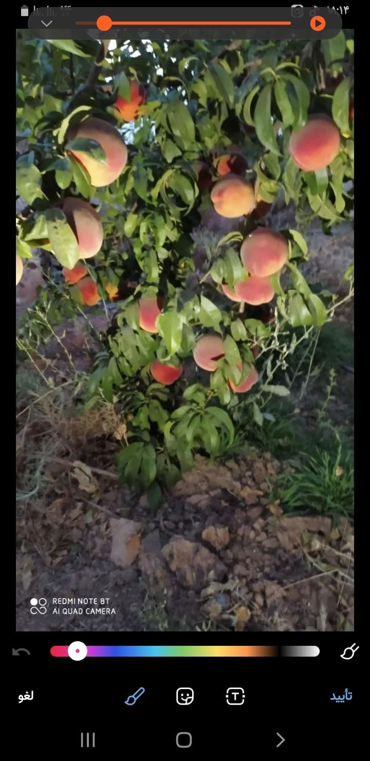 فروش یااجاره ۱واحد دامداری در مجتمع دامداران بروجن|فروش دفتر صنعتی، کشاورزی، تجاری|بروجن, |دیوار