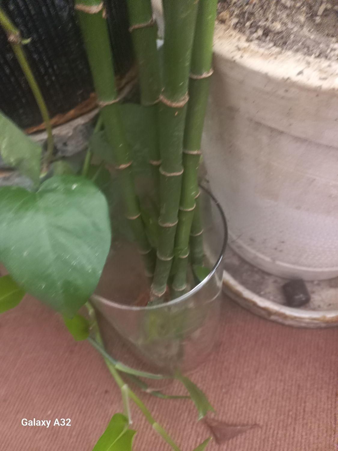 کل بامبو|گل و گیاه طبیعی|اصفهان, امین‌آباد|دیوار