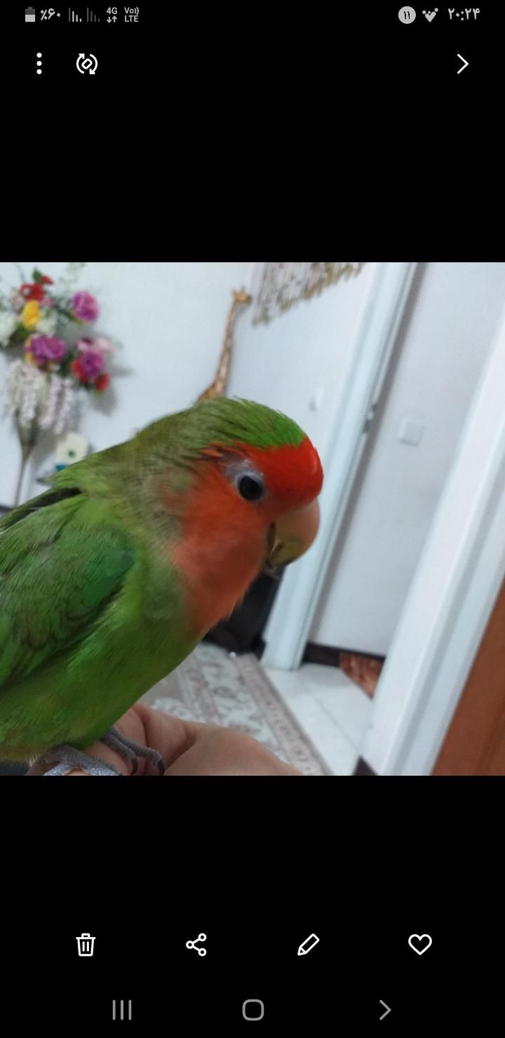 طوطی برزیلی سبز ۳۰میلیون مژدگانی|حیوانات|چهاردانگه (تهران), |دیوار