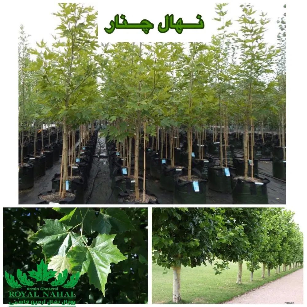 پیش خرید نهال چنار رویال نهال|خدمات باغبانی و درختکاری|اصفهان, باغ فدک|دیوار