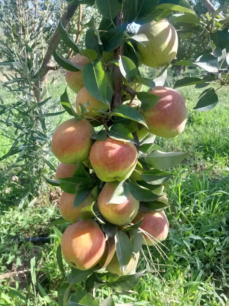با کمکِ من،تو باغ رویاهات قدم بزار(خانوم کریم خانی|فروش دفتر صنعتی، کشاورزی، تجاری|مشکین‌دشت, |دیوار