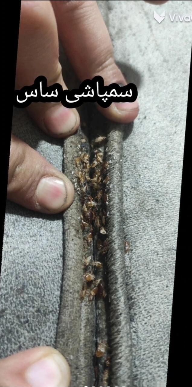 سمپاشی ساس سوسک کنه موریانه موش مورچه صددرصدتضمینی|خدمات نظافت|مشهد, توس (بلوار توس)|دیوار