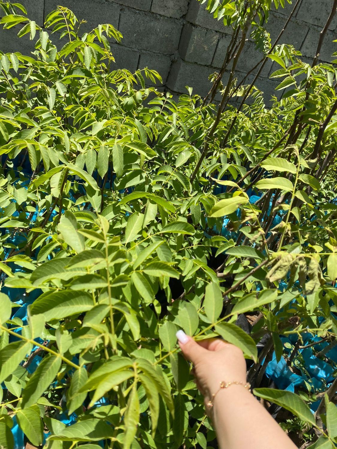 نهال گردوی وینا مقاوم به آفات|خدمات باغبانی و درختکاری|فردوس (خراسان), |دیوار