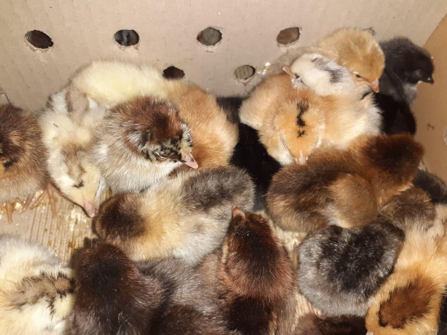 جوجه محلی یک روزه نژاد گلپایگان اصلاح نژاد شده|حیوانات مزرعه|ساری, |دیوار